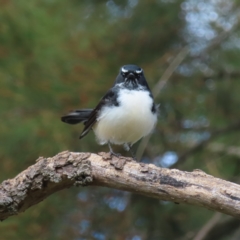 Rhipidura leucophrys (Willie Wagtail) at Fyshwick, ACT - 8 Apr 2023 by MatthewFrawley