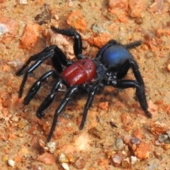 Missulena occatoria (Red-headed Mouse Spider) at Bullen Range - 8 Apr 2023 by JohnBundock