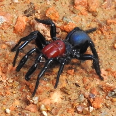 Missulena occatoria (Red-headed Mouse Spider) at Paddys River, ACT - 8 Apr 2023 by JohnBundock