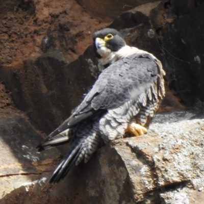 Falco peregrinus (Peregrine Falcon) at Bullen Range - 8 Apr 2023 by JohnBundock