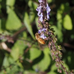 Apis mellifera (European honey bee) at ANBG - 8 Apr 2023 by amiessmacro