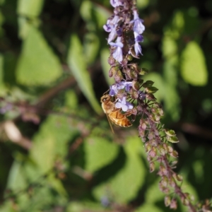 Apis mellifera at Acton, ACT - 8 Apr 2023 11:27 AM