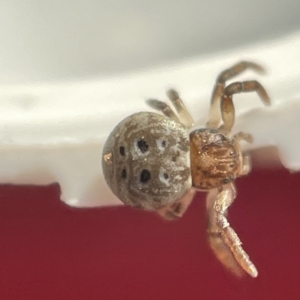 Cymbacha sp (genus) at Casey, ACT - 8 Apr 2023