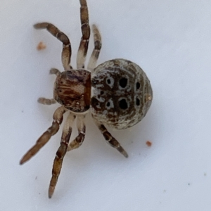 Cymbacha sp (genus) at Casey, ACT - 8 Apr 2023