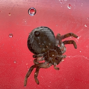 Cymbacha sp (genus) at Casey, ACT - 8 Apr 2023