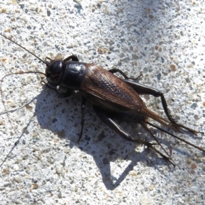 Teleogryllus commodus at Kambah, ACT - 8 Apr 2023 03:26 PM