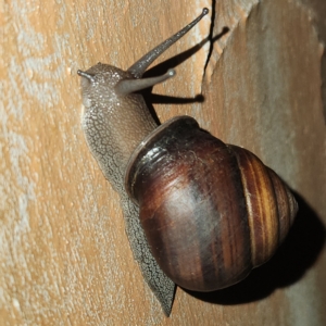 Sphaerospira fraseri at Verrierdale, QLD - 7 Apr 2023 10:23 PM