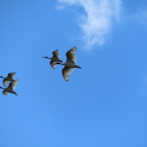 Threskiornis molucca at Fyshwick, ACT - 8 Apr 2023