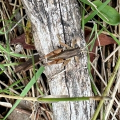 Phaulacridium vittatum (Wingless Grasshopper) at Rendezvous Creek, ACT - 8 Apr 2023 by KMcCue