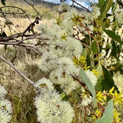 Eucalyptus stellulata (Black Sally) at Rendezvous Creek, ACT - 8 Apr 2023 by KMcCue