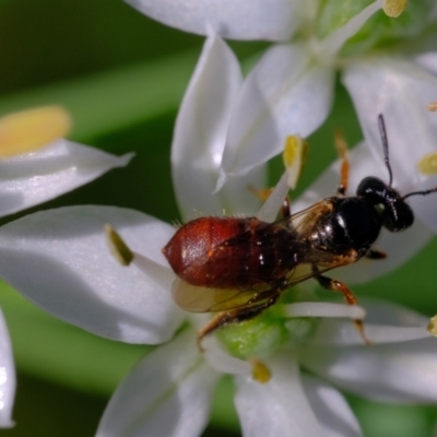 Exoneura sp. (genus) (A reed bee) at Dulwich Hill, NSW - 7 Apr 2023 by JudeWright