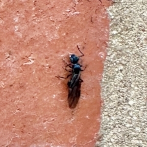 Formicidae (family) at Aranda, ACT - 4 Apr 2023 03:59 PM