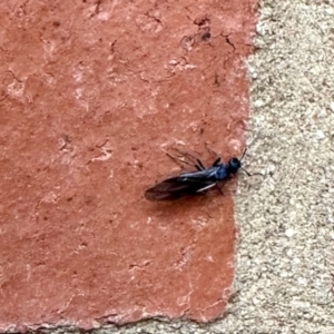 Formicidae (family) at Aranda, ACT - 4 Apr 2023 03:59 PM