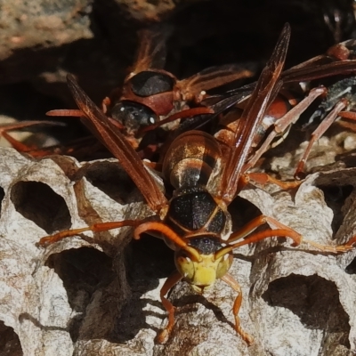 Polistes (Polistella) humilis (Common Paper Wasp) at Paddys River, ACT - 8 Apr 2023 by JohnBundock