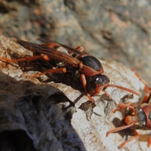 Polistes (Polistella) humilis at Paddys River, ACT - 8 Apr 2023