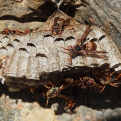 Polistes (Polistella) humilis at Paddys River, ACT - 8 Apr 2023