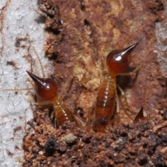 Nasutitermes (genus) at Ormiston, QLD - suppressed