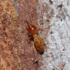 Nasutitermes (genus) at Ormiston, QLD - suppressed