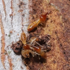 Nasutitermes (genus) at Ormiston, QLD - suppressed
