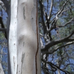 Nasutitermes (genus) at Ormiston, QLD - suppressed