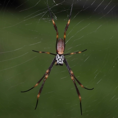Trichonephila plumipes (Humped golden orb weaver) at Ormiston, QLD - 6 Apr 2023 by TimL