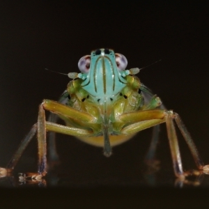 Magia subocellata at Wellington Point, QLD - suppressed