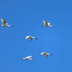 Platalea regia (Royal Spoonbill) at Fyshwick, ACT - 8 Apr 2023 by MatthewFrawley