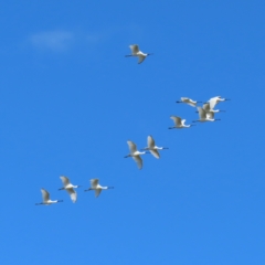 Platalea regia at Fyshwick, ACT - 8 Apr 2023 10:47 AM