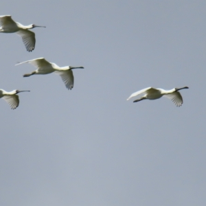 Platalea regia at Fyshwick, ACT - 8 Apr 2023 10:47 AM