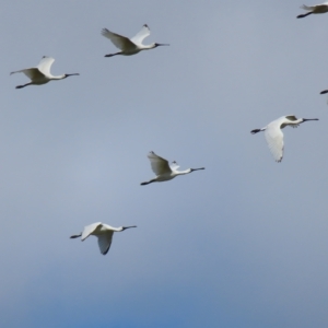 Platalea regia at Fyshwick, ACT - 8 Apr 2023 10:47 AM