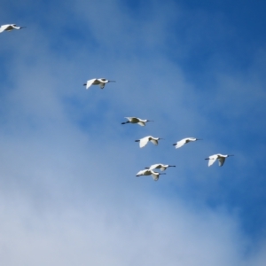 Platalea regia at Fyshwick, ACT - 8 Apr 2023 10:47 AM