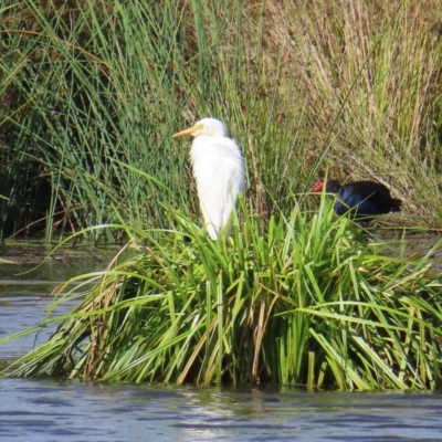 Ardea plumifera (Plumed Egret) at Fyshwick, ACT - 8 Apr 2023 by MatthewFrawley