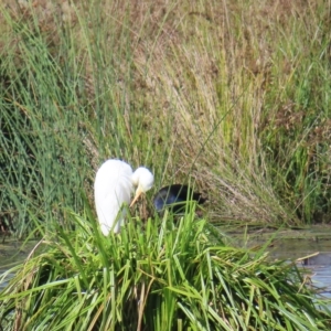 Ardea plumifera at Fyshwick, ACT - 8 Apr 2023