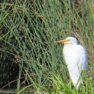 Ardea plumifera at Fyshwick, ACT - 8 Apr 2023