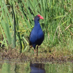 Porphyrio melanotus (Australasian Swamphen) at Jerrabomberra Wetlands - 8 Apr 2023 by MatthewFrawley