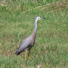 Egretta novaehollandiae (White-faced Heron) at Fyshwick, ACT - 8 Apr 2023 by MatthewFrawley