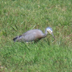 Egretta novaehollandiae at Fyshwick, ACT - 8 Apr 2023 10:57 AM