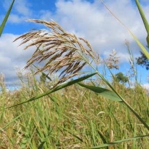 Phragmites australis at Fyshwick, ACT - 8 Apr 2023 10:59 AM