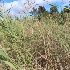 Phragmites australis at Fyshwick, ACT - 8 Apr 2023 10:59 AM