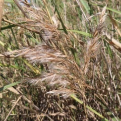 Phragmites australis at Fyshwick, ACT - 8 Apr 2023 10:59 AM