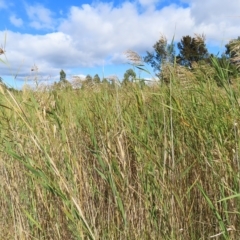 Phragmites australis at Fyshwick, ACT - 8 Apr 2023 10:59 AM