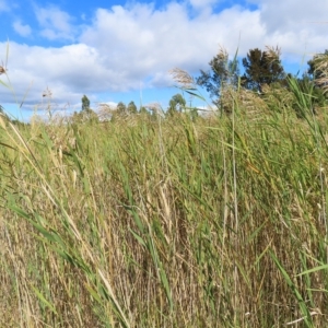 Phragmites australis at Fyshwick, ACT - 8 Apr 2023 10:59 AM