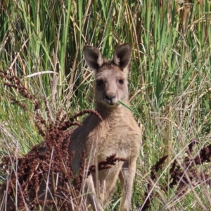 Macropus giganteus at Fyshwick, ACT - 8 Apr 2023 11:03 AM