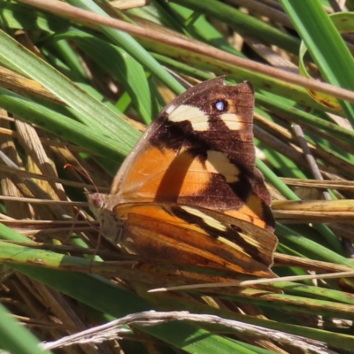 Heteronympha merope (Common Brown Butterfly) at Jerrabomberra Wetlands - 8 Apr 2023 by MatthewFrawley