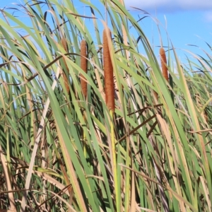 Typha orientalis at Fyshwick, ACT - 8 Apr 2023