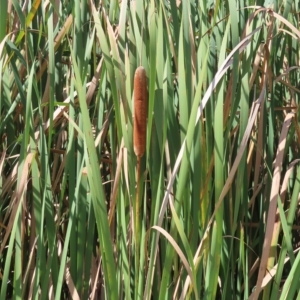 Typha orientalis at Fyshwick, ACT - 8 Apr 2023