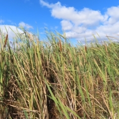 Typha orientalis at Fyshwick, ACT - 8 Apr 2023