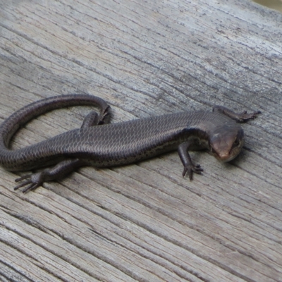 Pseudemoia entrecasteauxii (Woodland Tussock-skink) at Cotter River, ACT - 31 Mar 2023 by Christine