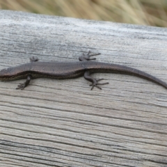 Pseudemoia entrecasteauxii at Cotter River, ACT - 31 Mar 2023 12:30 PM