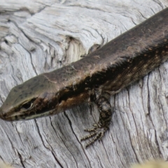 Eulamprus tympanum at Cotter River, ACT - 31 Mar 2023 12:28 PM